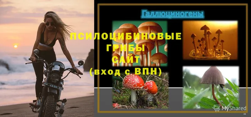 Псилоцибиновые грибы Psilocybe  kraken ТОР  Рыльск 